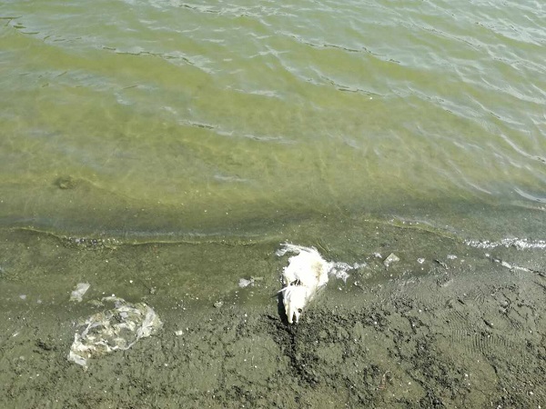 Мъртва риба в язовир край Айтос вдигна на крак институциите, търсят източника на замърсяване