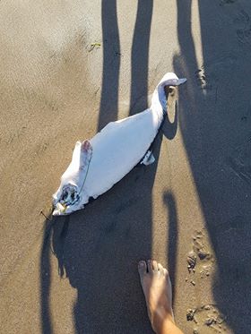 Мъртъв делфин изплува на плажа в Бургас