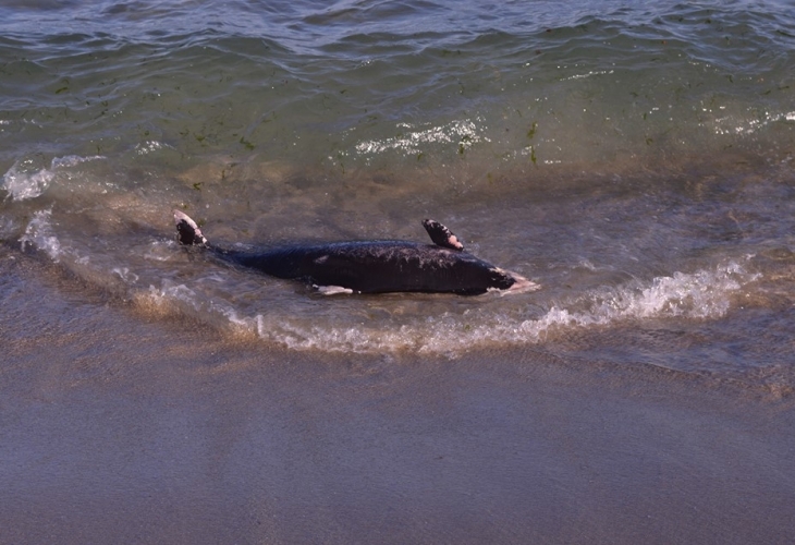 Епидемия ли убива делфините в България? Взеха проба от умрелия бозайник, изхвърлен от морето край Бургас