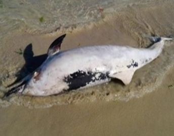 Микробиолог от Падуа открил защо измират делфините ни (ВИДЕО)