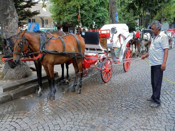 РЕТА: България да забрани впрягането на коне по морето