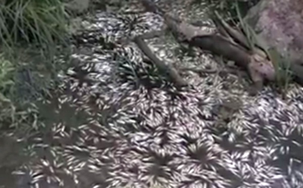 Фекалии се изливат от шахта в река Караагач, РИОСВ-Бургас на спешна проверка за измряла риба