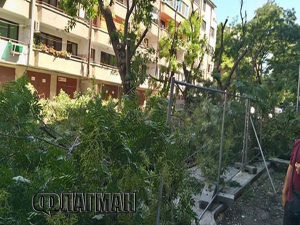 Бургазлии попаднаха в капан от дървета заради ремонт в ж.к. „Възраждане” (СНИМКИ)