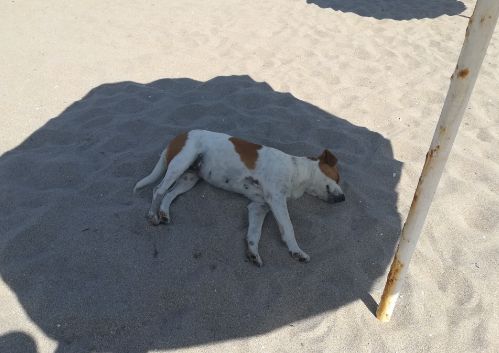 Кучета на плажа в Ахтопол, туристите не се съобразяват със забраните