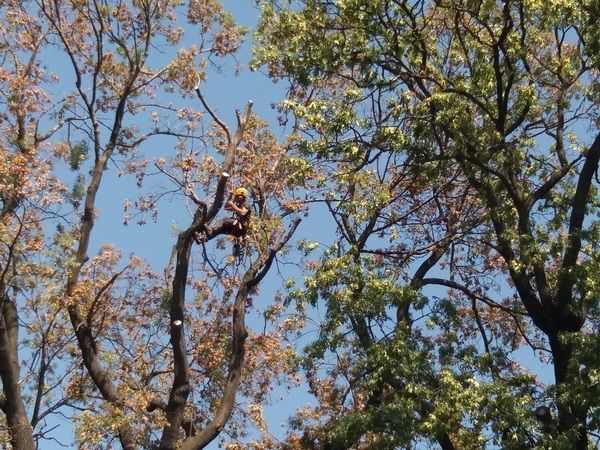 Арбористът Антъни Крофт „оперира“ потенциално опасно дърво в Бургас (ВИДЕО)