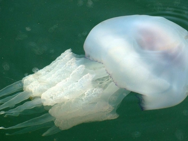Морето ни пълно с медузи, какво предвещава това?
