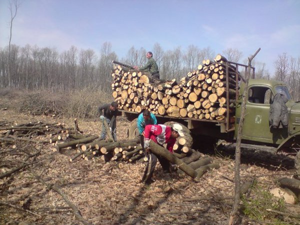Опасна болест унищожава горите в Странджа, единственото решение – масова сеч