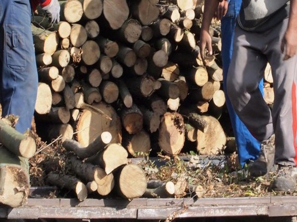 Промоция: Левче за кубик дърва, нападнати от корояд
