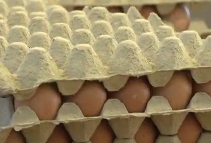 Експерти: Опасно е яденето на много яйца с фипронил за кратък срок от време
