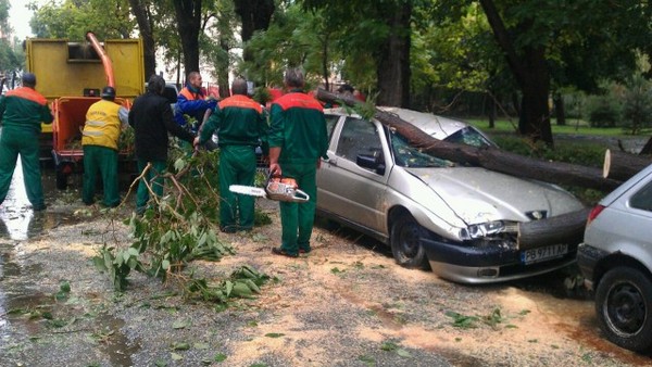 Дърво падна върху паркирани коли, нанесе огромни щети