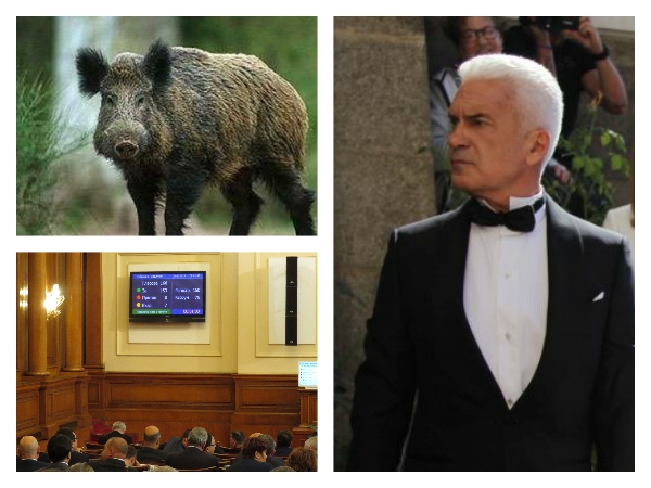 Депутатите отхвърлиха закона „Сидеров” за лова на дивата свиня и се разотидоха