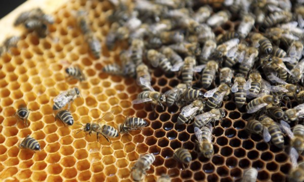 Мистерия: 70-годишна пчеларка – нажилена от 200 пчели