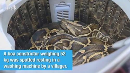 Жена намери в пералнята си 52-килограмова змия (ВИДЕО)