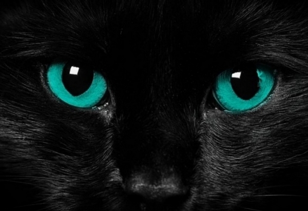 Откъде черните котки са придобили лошата си репутация и защо не я заслужават
