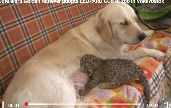 Трогателно! Куче се грижи за малко леопардче в Русия (ВИДЕО)