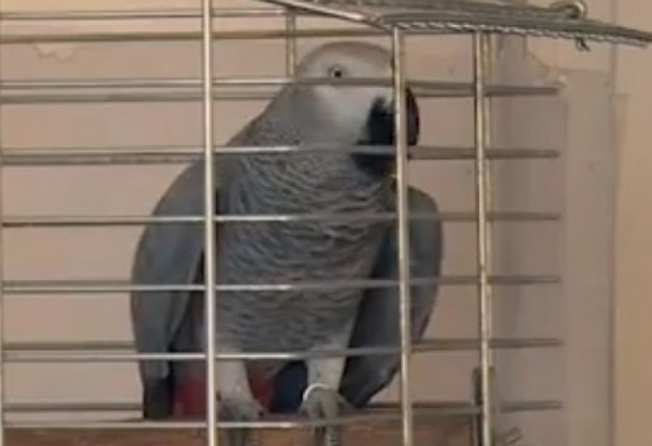 Клюкар: Джаро е най-приказливият папагал у нас (ВИДЕО)