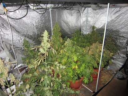 Бургазлията Катьо Гърка се размина само с условна за наркоферма с 45 саксии с двуметрови растения
