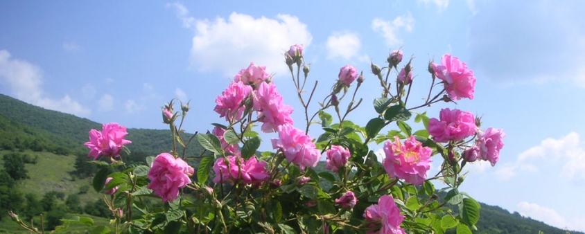 Китай забрани продуктите с българска роза сорт ”дамасцена”
