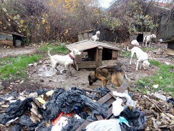 Разбиха нов „развъдник на ужасите“