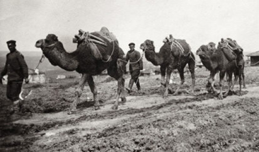 Камилите в България преди век не са били никаква екзотика! Няма да повярвате за какво са ги използвали в миналото