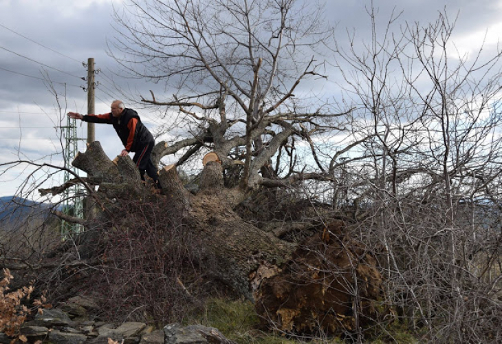 Силният вятър повали 300-годишен дъб в ардинско село (СНИМКИ)