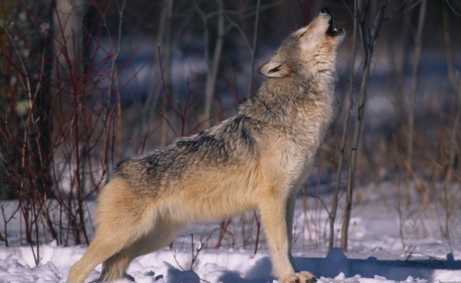 Вълци тероризират свиленграско село