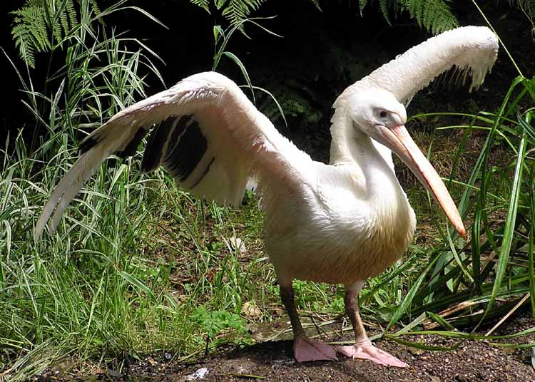 Розов пеликан, пострадал при сблъсък с електропровод край Бургас, отново полетя