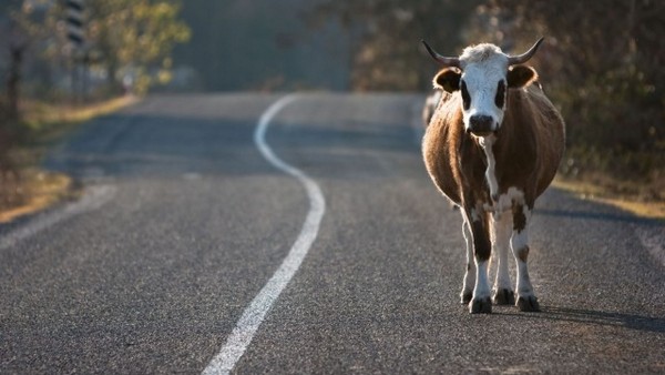 Крава избяга от рождественска сцена и пое по магистрала