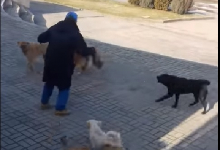 Страшно! Глутница свирепи псета нападна мъж посред бял ден (ВИДЕО)