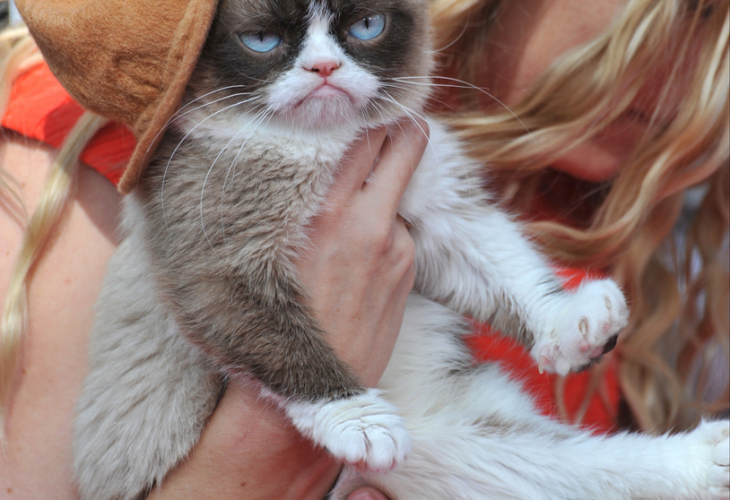 Grumpy Cat показа нокти в дело за $ 700 000