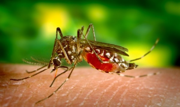Ще спрат ли комарите да хапят хората? Отговор – от учените