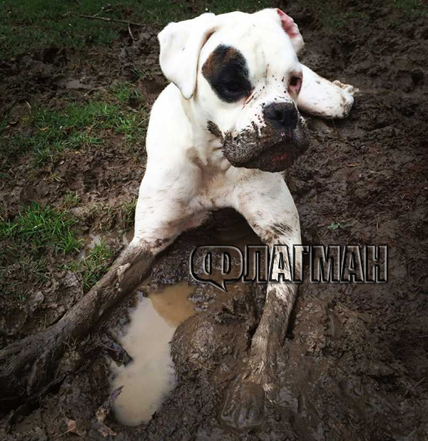 Зоните за свободно пуснати кучета потънаха в кал, бургазлии зоват за помощ (СНИМКИ)