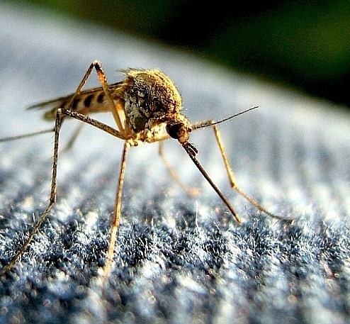 Броят комарите за 1,5 млн.лева