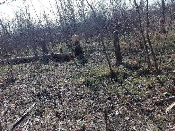 Напрежение в Психиатричната болница - роми нападнаха с триони дърветата в парка