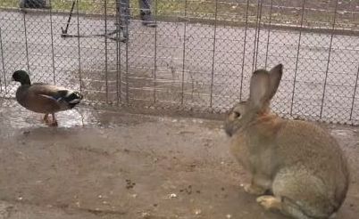 Щастлива развръзка за част от откраднатите гълъби и заек от пернишкия зоокът
