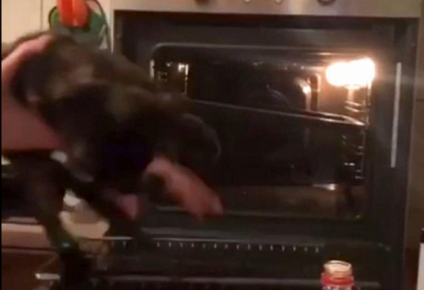Ужасяващо! Ученик напъха живо котенце в нажежена фурна (СНИМКИ)
