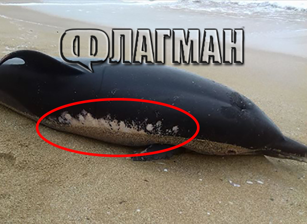 Мори ли тайнствена болест делфините в Черно море?
