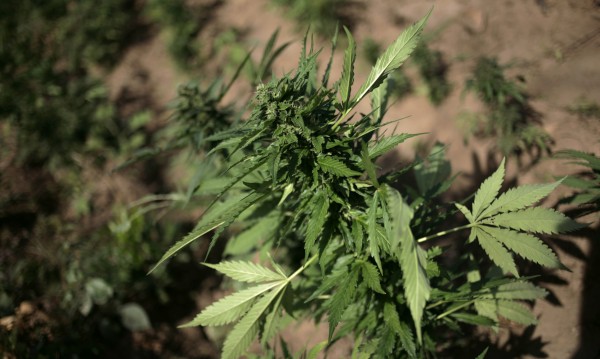 Ветрове от България отнесли... семена марихуана към Турция
