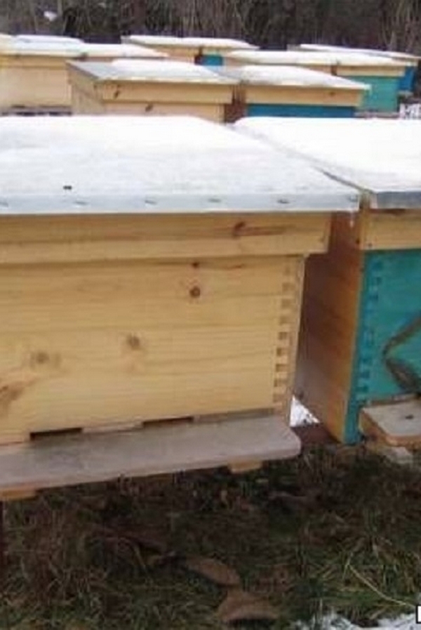 ​Откраднаха пчелните кошери на възрастен мъж, той се жалва в полицията