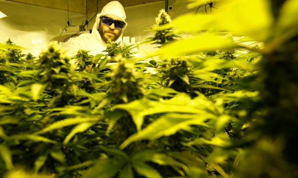 Печелившият бизнес с марихуана: 15 бона за килограм суха трева