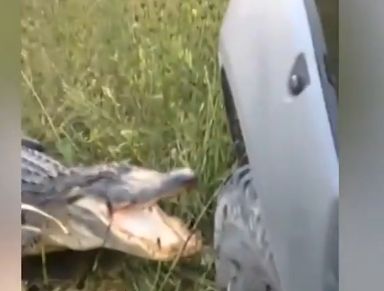 Крокодил нападна кола, откъсна предницата й