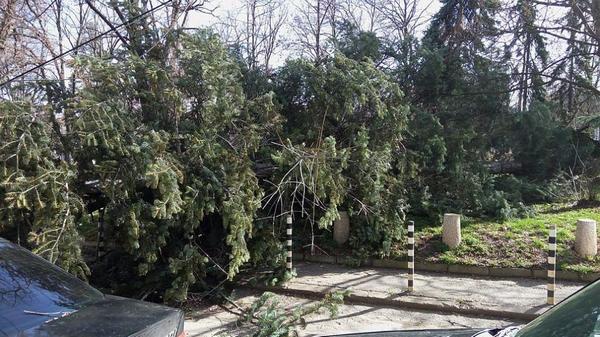 50 сигнала за паднали клони, дървета и ламарини в София. Идва ли апокалипсисът към Бургас?