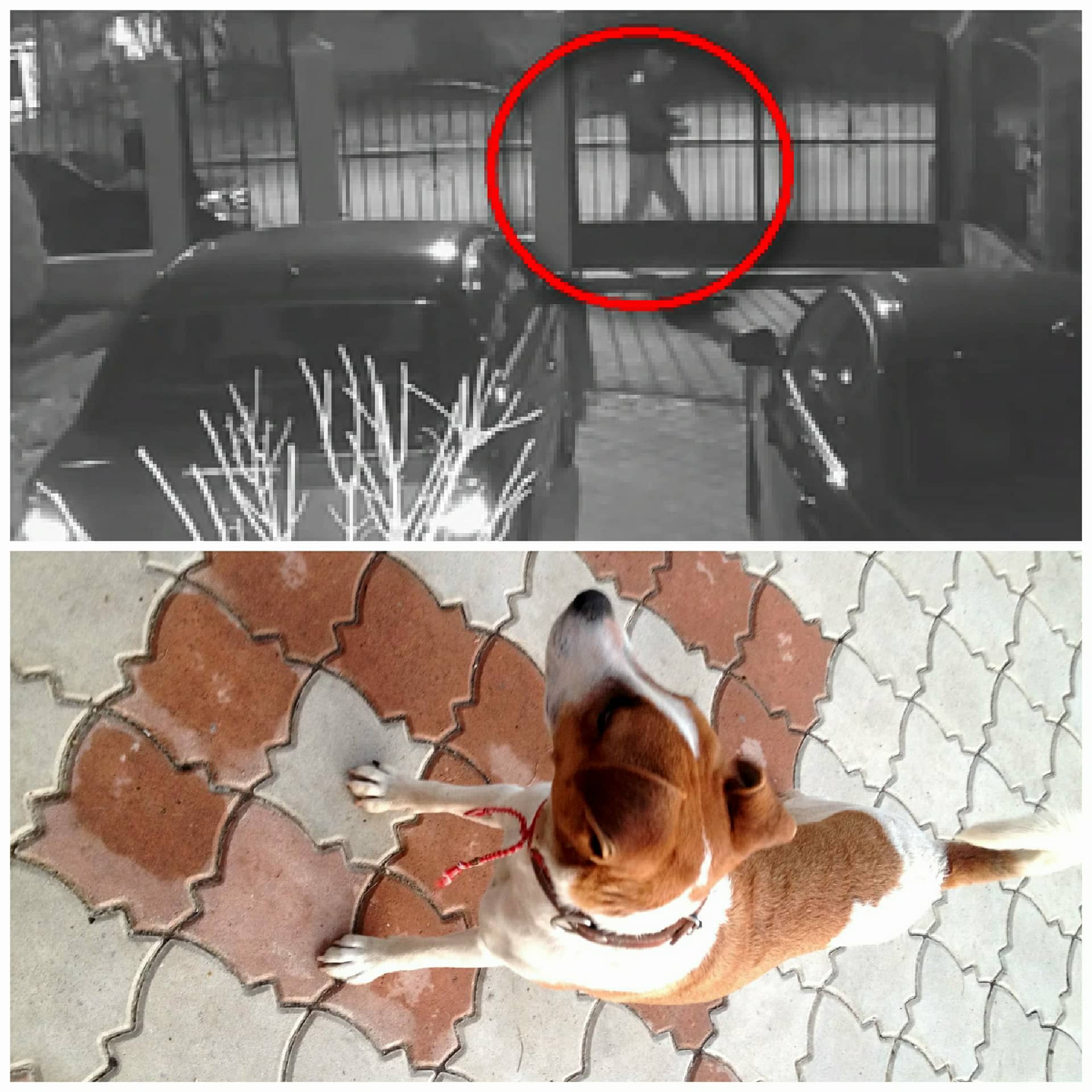 Изрод трови кучета в бургаския кв.Банево, джак ръселът Майло умря в адски мъчения (ВИДЕО)