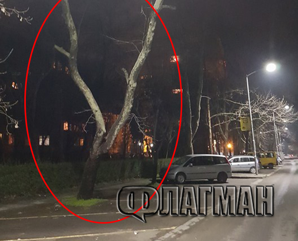 Опасно! Всеки момент това дърво, тежащо няколко тона, може да падне върху автомобила ви в Бургас (СНИМКИ)