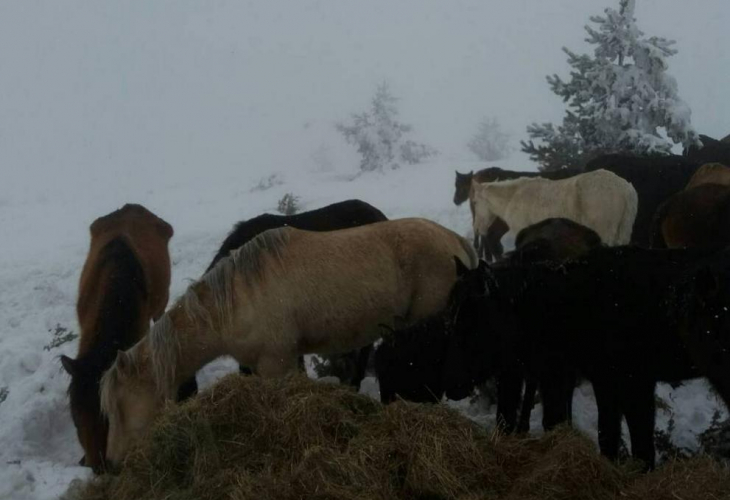 Скандалът с конете в Осоговската планина се разраства! Започват масови проверки