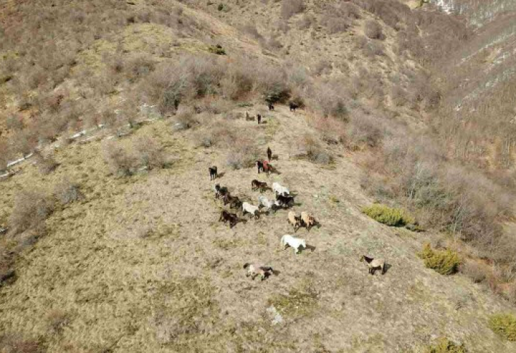 Пуснаха дрон да търси конете на Петър Пищалов, откриха още 30 изоставени коня
