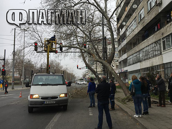 Навременна реакция! Отрязоха опасно дърво на възлов бургаски булевард, преди да е станало най-лошото (СНИМКИ)