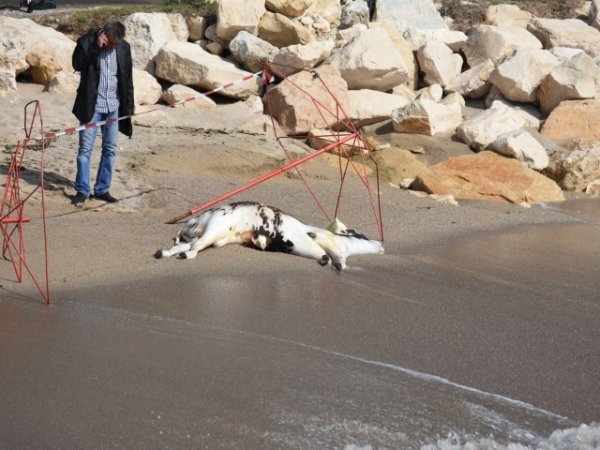 Труп на теле изплува от водите на плажа