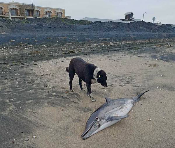 Какво се случва? Още един мъртъв делфин изплува край Солниците, гларуси го нападнаха