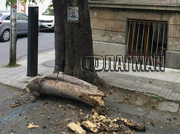 Извънредно! Гнило дърво се срути върху кола в Бургас, по чудо няма жертви (СНИМКА)